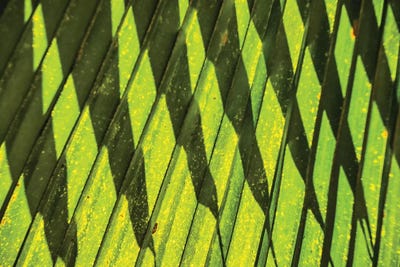 Palm Frond Shadow by Mark Paulda framed wall art