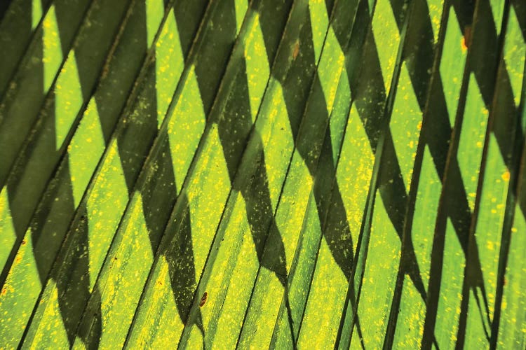 Palm Frond Shadow by Mark Paulda wall art