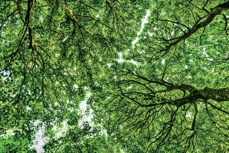 Tree Tops, Connemara, County Galway, Ireland by Mark Paulda wall art