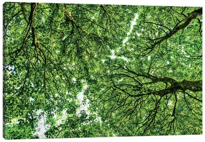 Tree Tops, Connemara, County Galway, Ireland Canvas Art Print - Green Leaves 