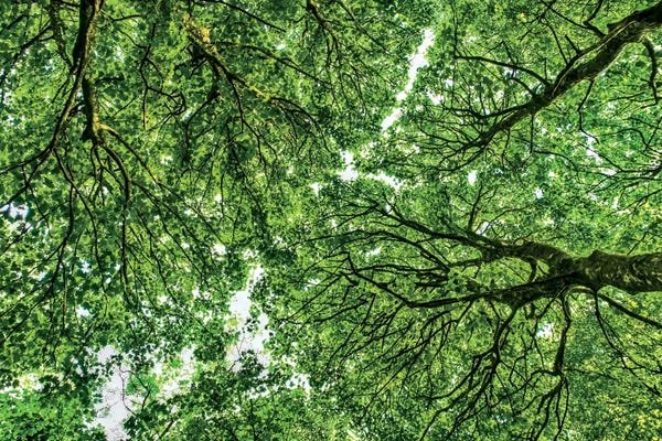 Refreshing Workspace: Tree Tops, Connemara, County Galway, Ireland by Mark Paulda