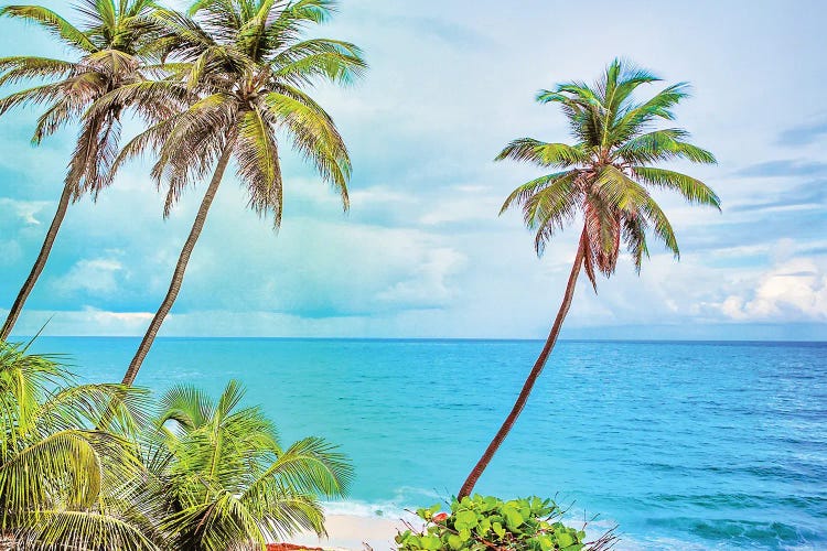 Caribbean Palms by Mark Paulda wall art