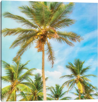 Barbados Palms Canvas Art Print - Mark Paulda