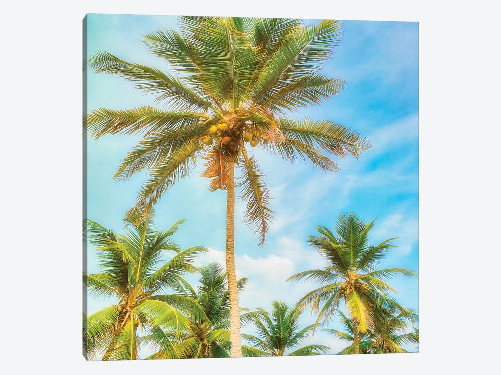 Barbados Palms by Mark Paulda 1-piece Canvas Art