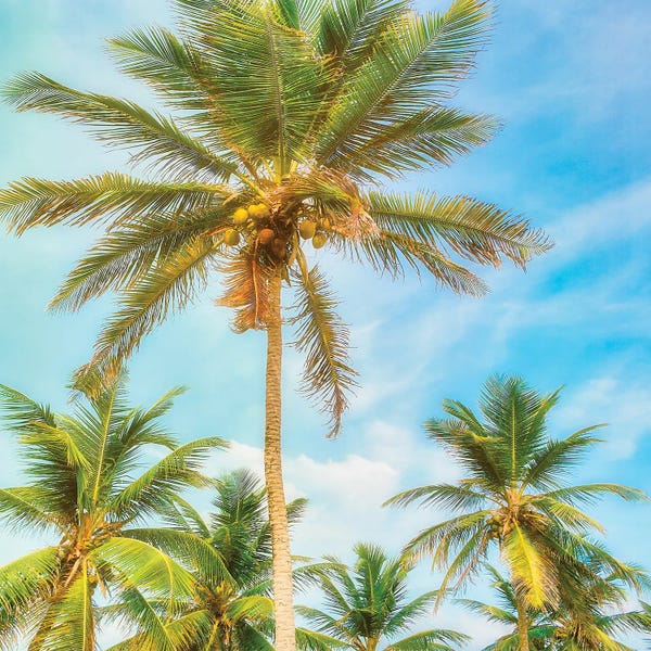 Barbados: Barbados Palms by Mark Paulda