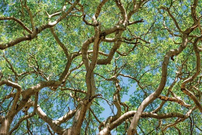 Tropical Trees by Mark Paulda framed wall art