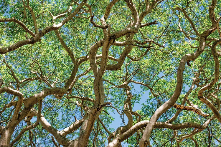 Tropical Trees by Mark Paulda wall art
