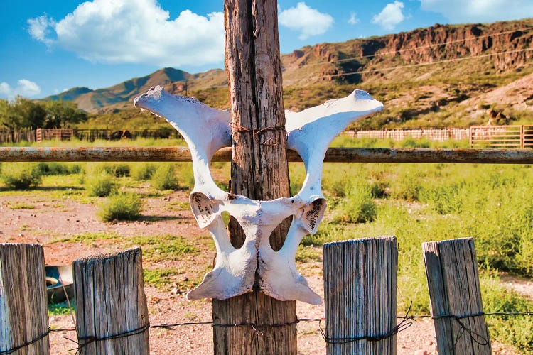 Southwest Skull by Mark Paulda wall art