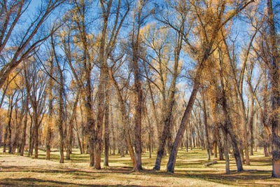 Southwest Autumn by Mark Paulda framed wall art