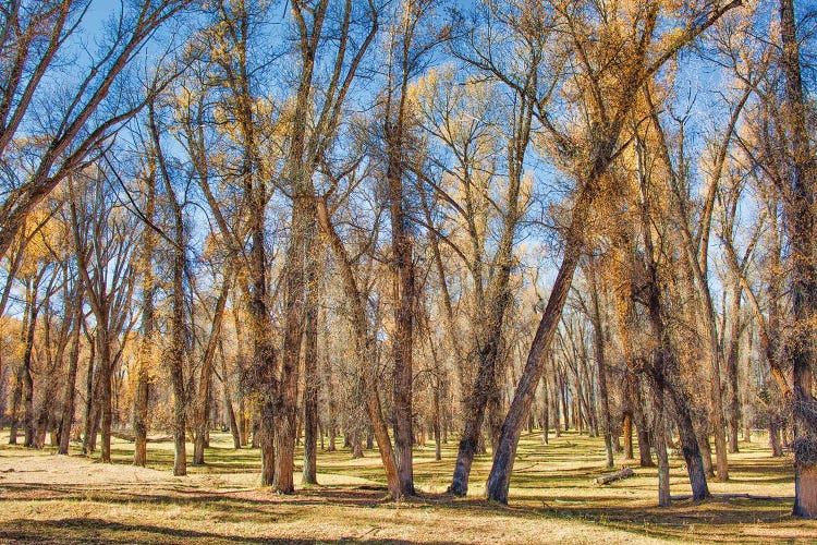 Southwest Autumn by Mark Paulda wall art