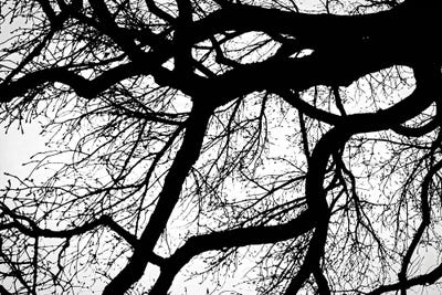 Stark Contrast I by Mark Paulda framed wall art