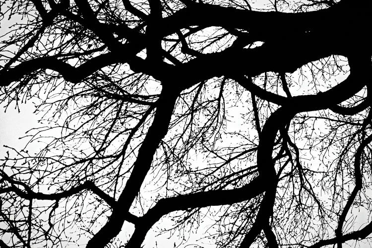 Stark Contrast I by Mark Paulda wall art