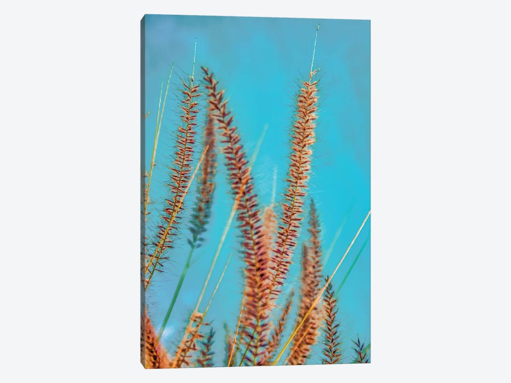 Desert Grass by Mark Paulda 1-piece Canvas Art Print