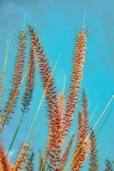 Grasses: Desert Grass by Mark Paulda