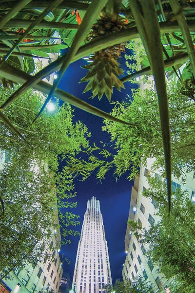 Rockefeller Jungle