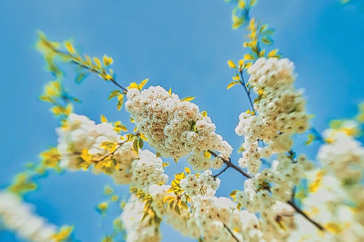 Spring To Life by Mark Paulda wall art