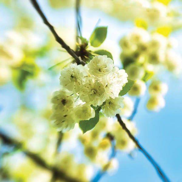 Mark Paulda: Spring Flowers by Mark Paulda