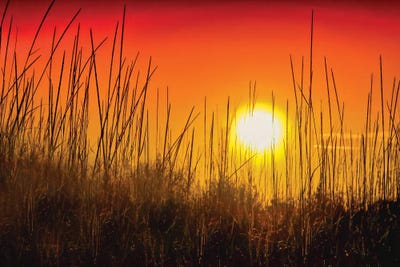 Glowing Grass by Mark Paulda framed wall art