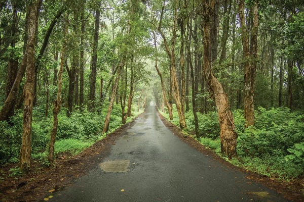 Mauritius: Mauritius by Mark Paulda