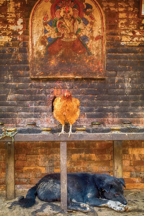 Bhaktapur Nepal Ganesh Hen And Sleeping Dog by Mark Paulda wall art