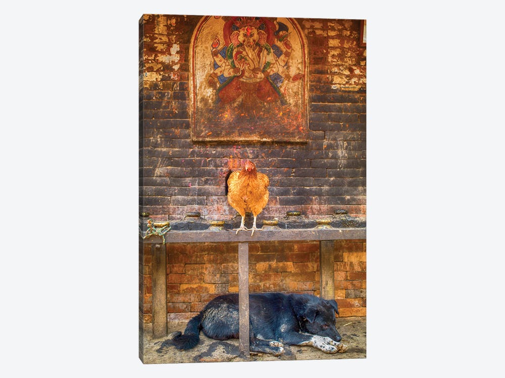 Bhaktapur Nepal Ganesh Hen And Sleeping Dog by Mark Paulda 1-piece Canvas Print