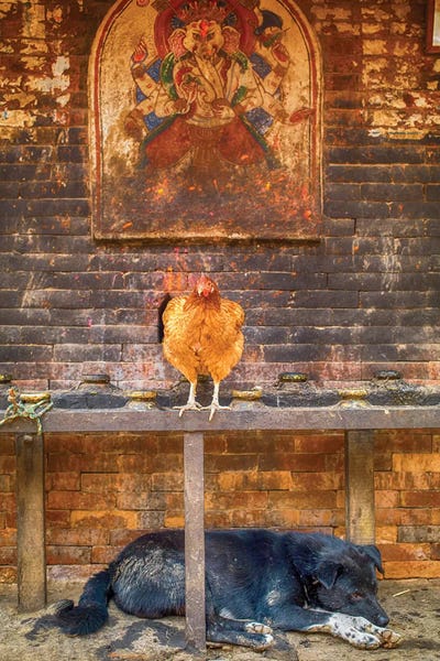 Nepal: Bhaktapur Nepal Ganesh Hen And Sleeping Dog by Mark Paulda