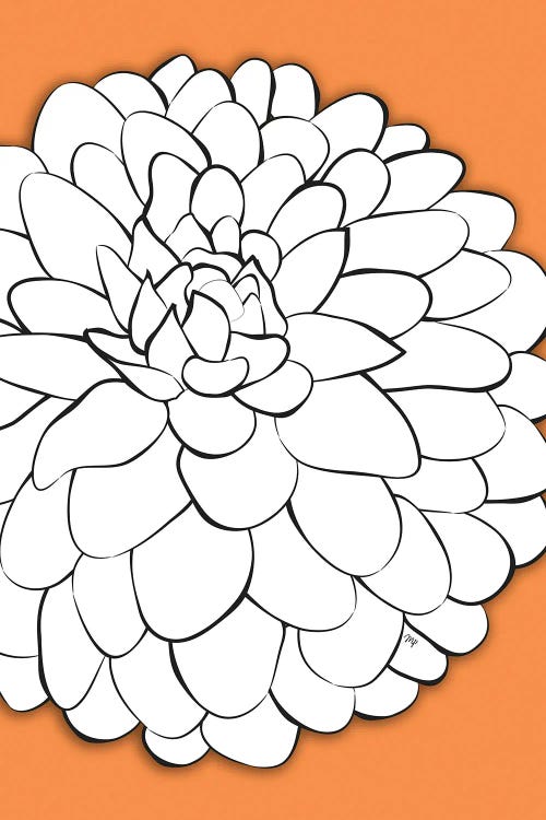 Chrysanthemum Orange