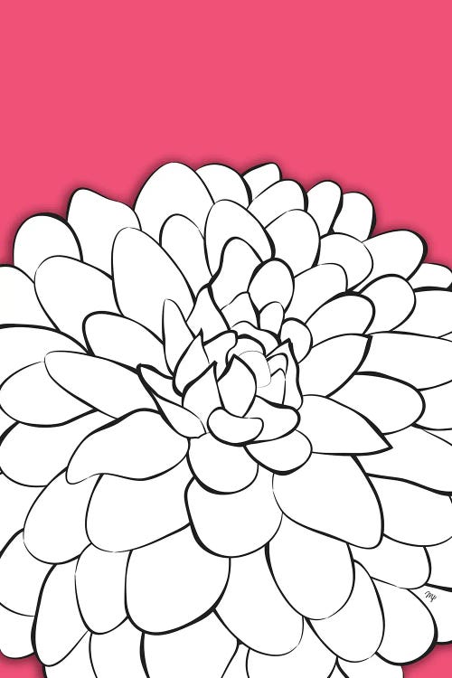Chrysanthemum Pink