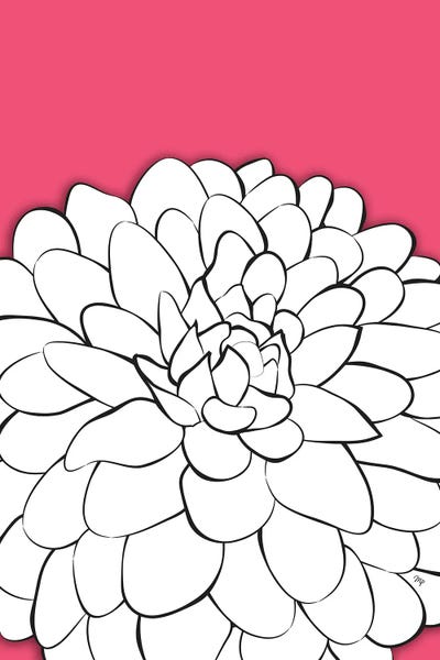 Chrysanthemums: Chrysanthemum Pink by Martina Pavlova
