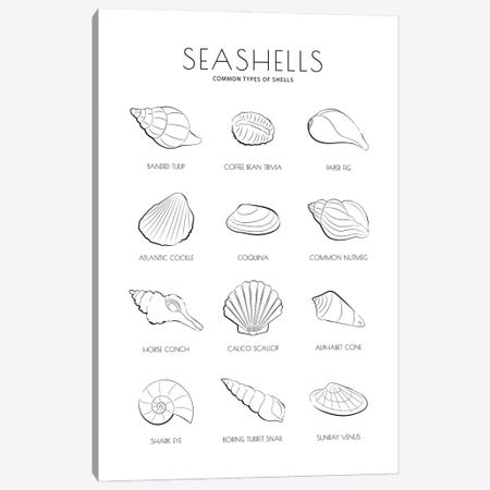 Sea Shells Canvas Print #PAV676} by Martina Pavlova Art Print
