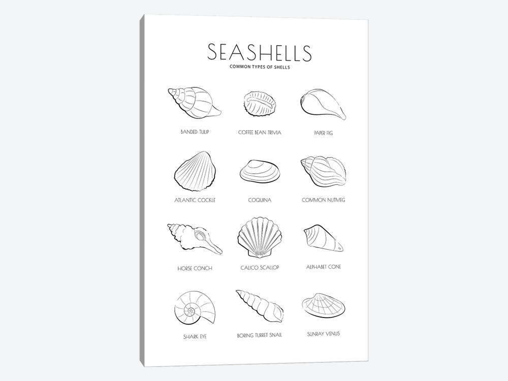 Sea Shells by Martina Pavlova 1-piece Canvas Art Print