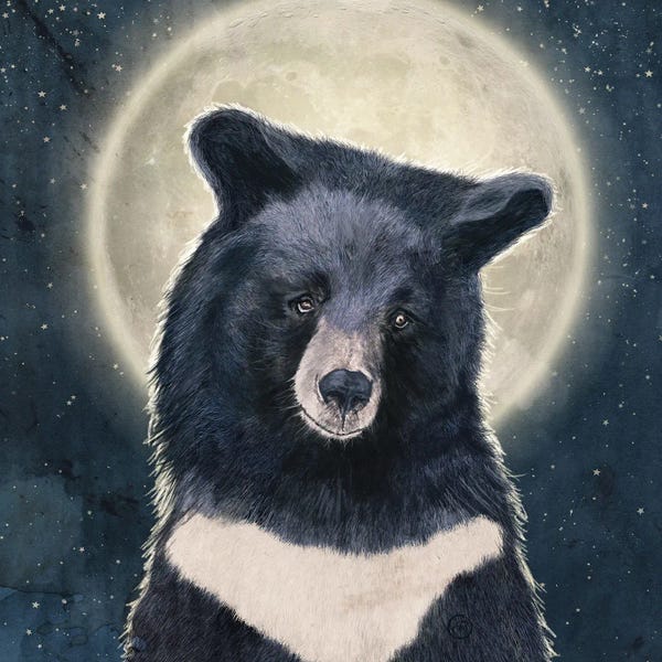 Black Bears: Moon Bear Portrait by Paula Belle Flores