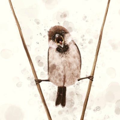 The Sparrow Who Likes Van Damme by Paula Belle Flores art print