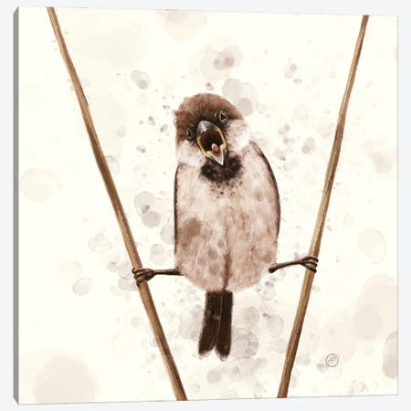 The Sparrow Who Likes Van Damme Canvas Print #PBF124} by Paula Belle Flores Canvas Wall Art