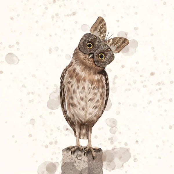 Paula Belle Flores: Owl Butterfly Owl by Paula Belle Flores
