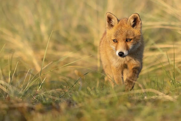 Young Dreamy Fox