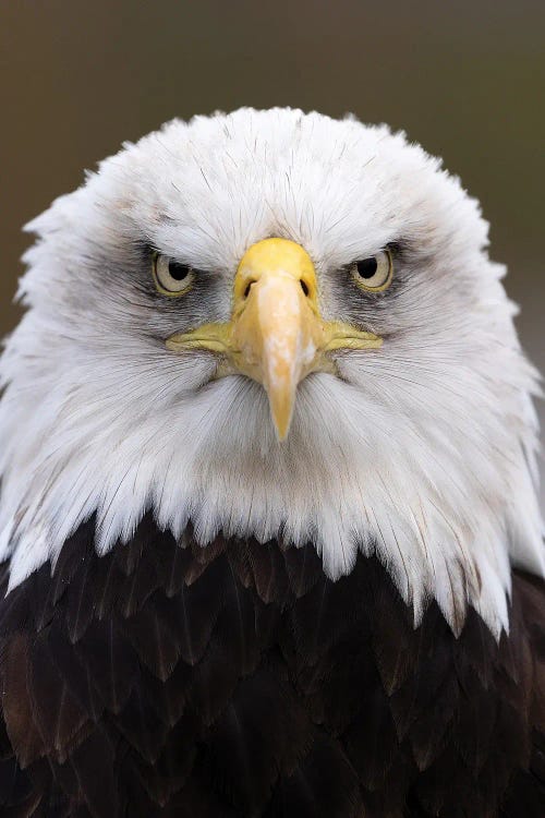 Eagle - Intense Eyes