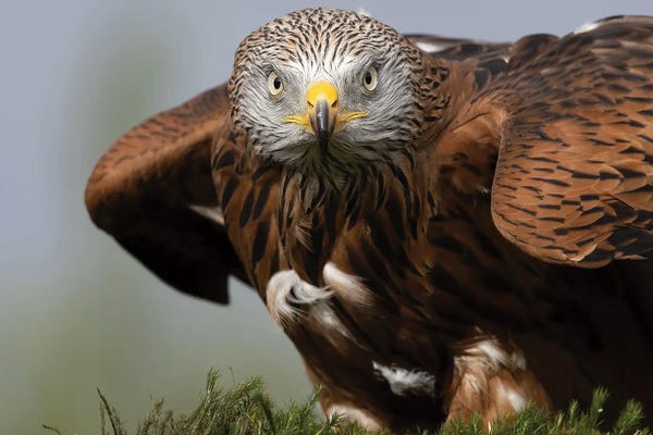 Kites (Bird)