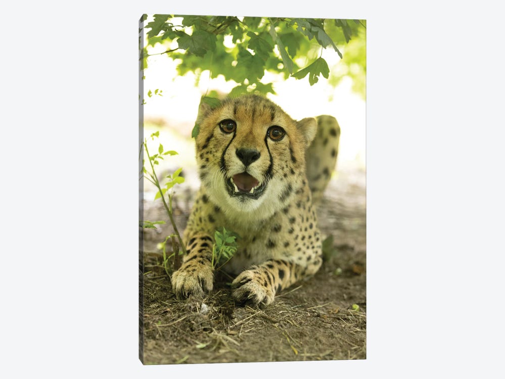 Young Cheetah by Patrick van Bakkum 1-piece Art Print