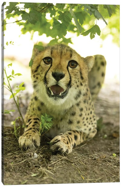 Young Cheetah Canvas Art Print - Cheetah Art