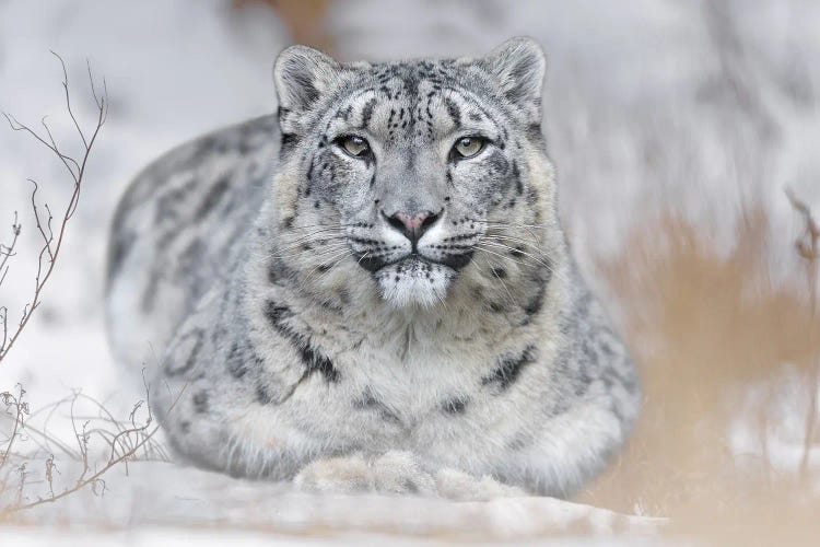 Snow Leopard In The Snow