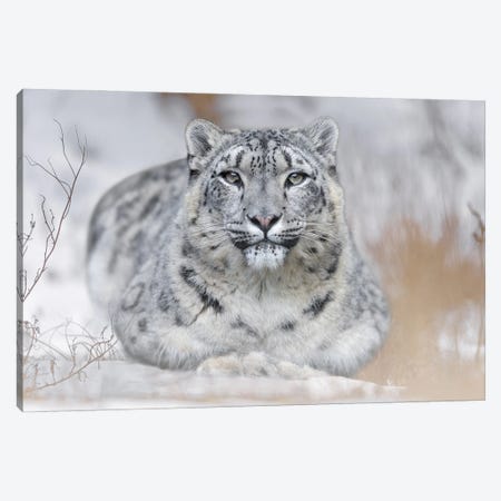 Snow Leopard In The Snow Canvas Print #PBK10} by Patrick van Bakkum Canvas Wall Art