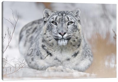 Snow Leopard In The Snow Canvas Art Print - Patrick van Bakkum