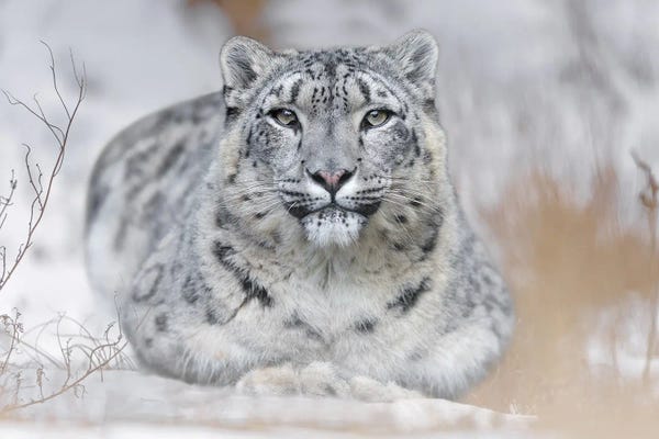 Leopards: Snow Leopard In The Snow by Patrick van Bakkum