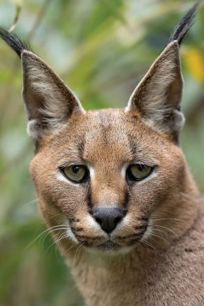 Sad Eyes by Patrick van Bakkum canvas print