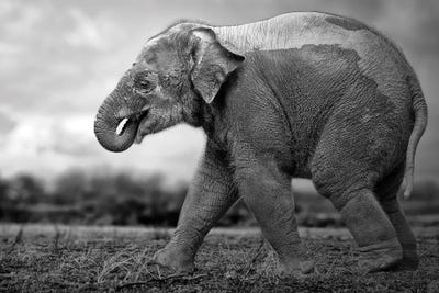 Elephant Walk by Patrick van Bakkum canvas print