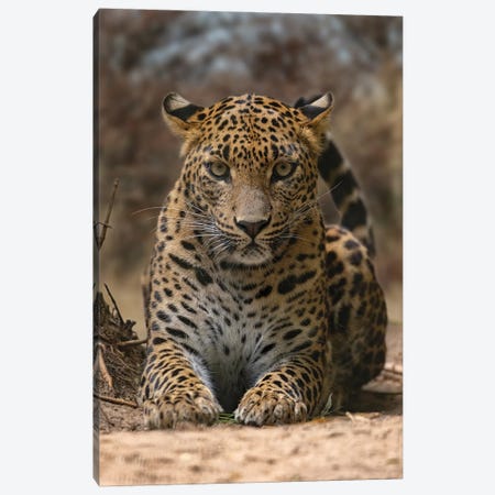 Leopard Chilling Out Canvas Print #PBK112} by Patrick van Bakkum Art Print