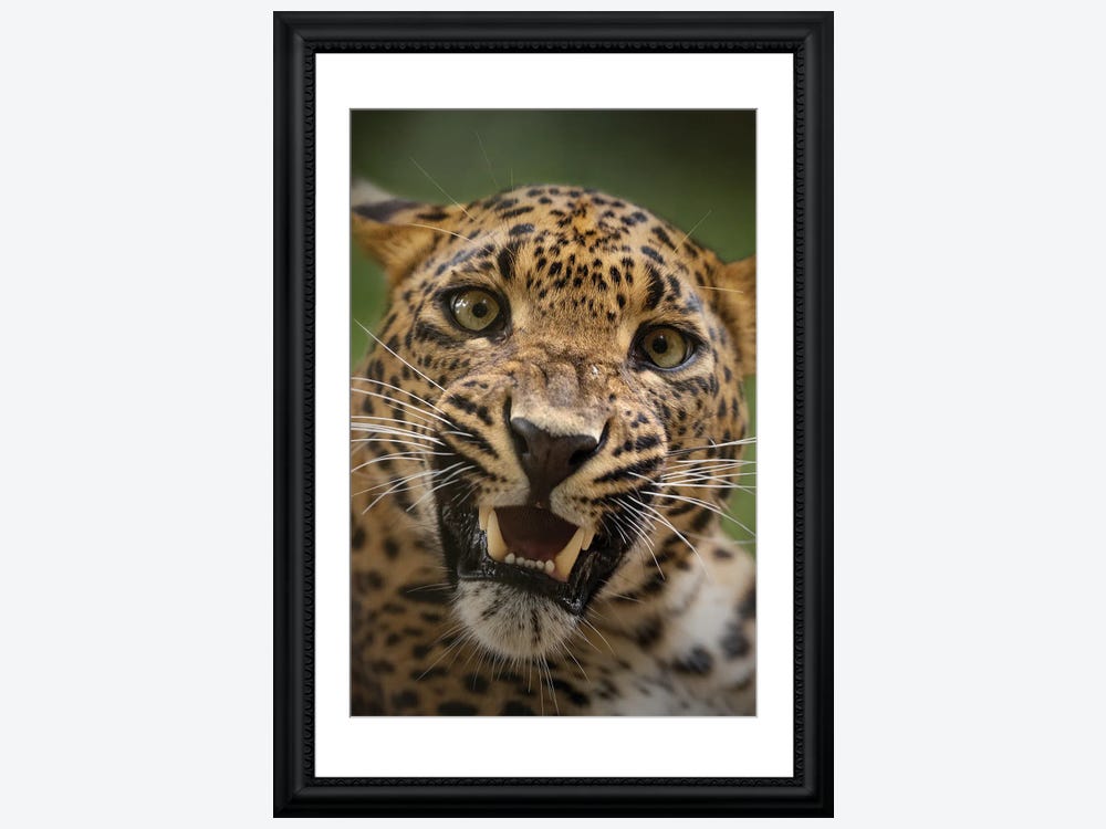 Leopard - My Teeth Canvas Art Print by Patrick van Bakkum | iCanvas | Poster