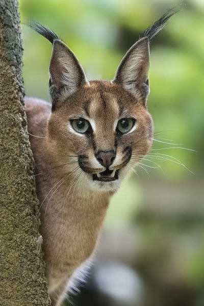 Lynx: Smile by Patrick van Bakkum