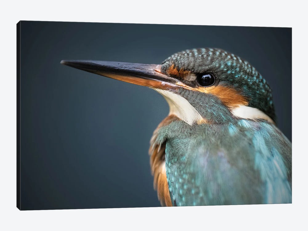 Kingfisher Closeup by Patrick van Bakkum 1-piece Canvas Art